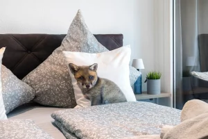 Ferienwohnung Boje am Steinhuder Meer